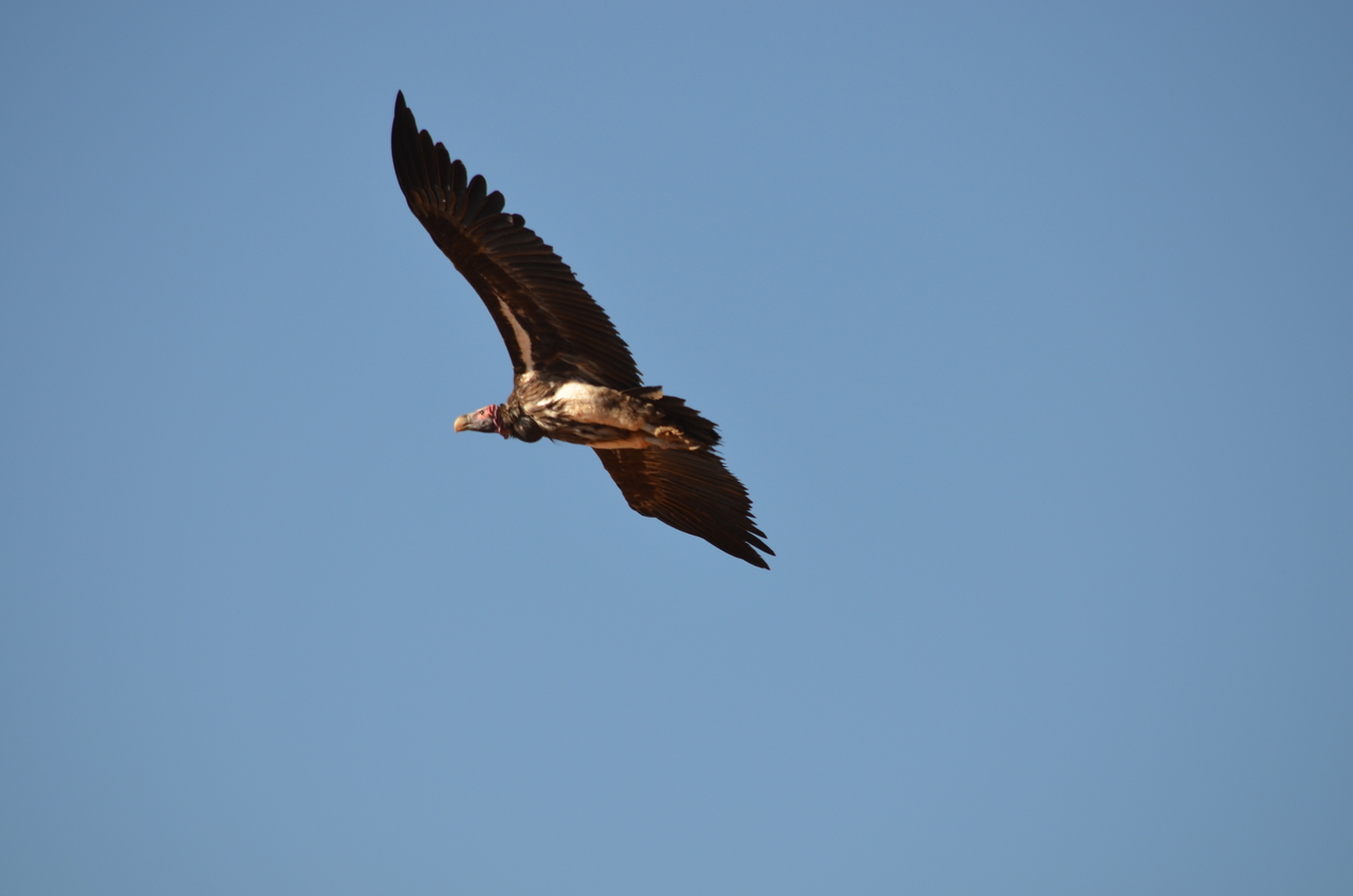 [5034] 2016_06_23_06_07_50_Africa_NIKON_D5100_IMG__00048.jpg