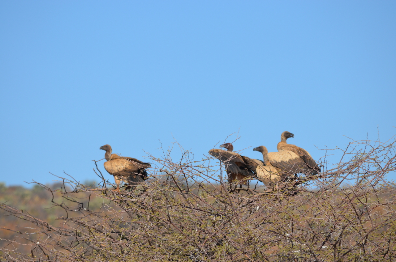 [5038] 2016_06_23_06_08_04_Africa_NIKON_D5100_IMG__00050.jpg