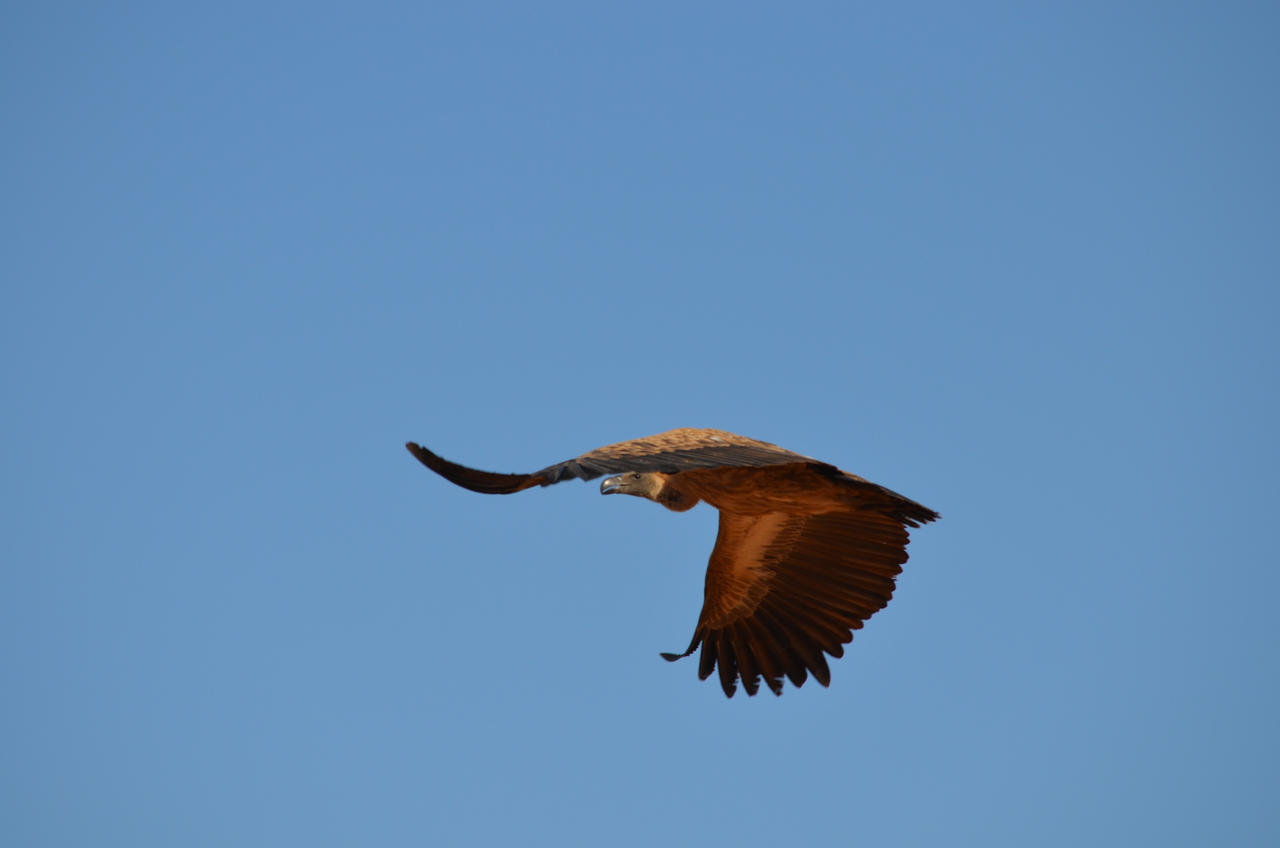 [5047] 2016_06_23_06_13_10_Africa_NIKON_D5100_IMG__04676.jpg