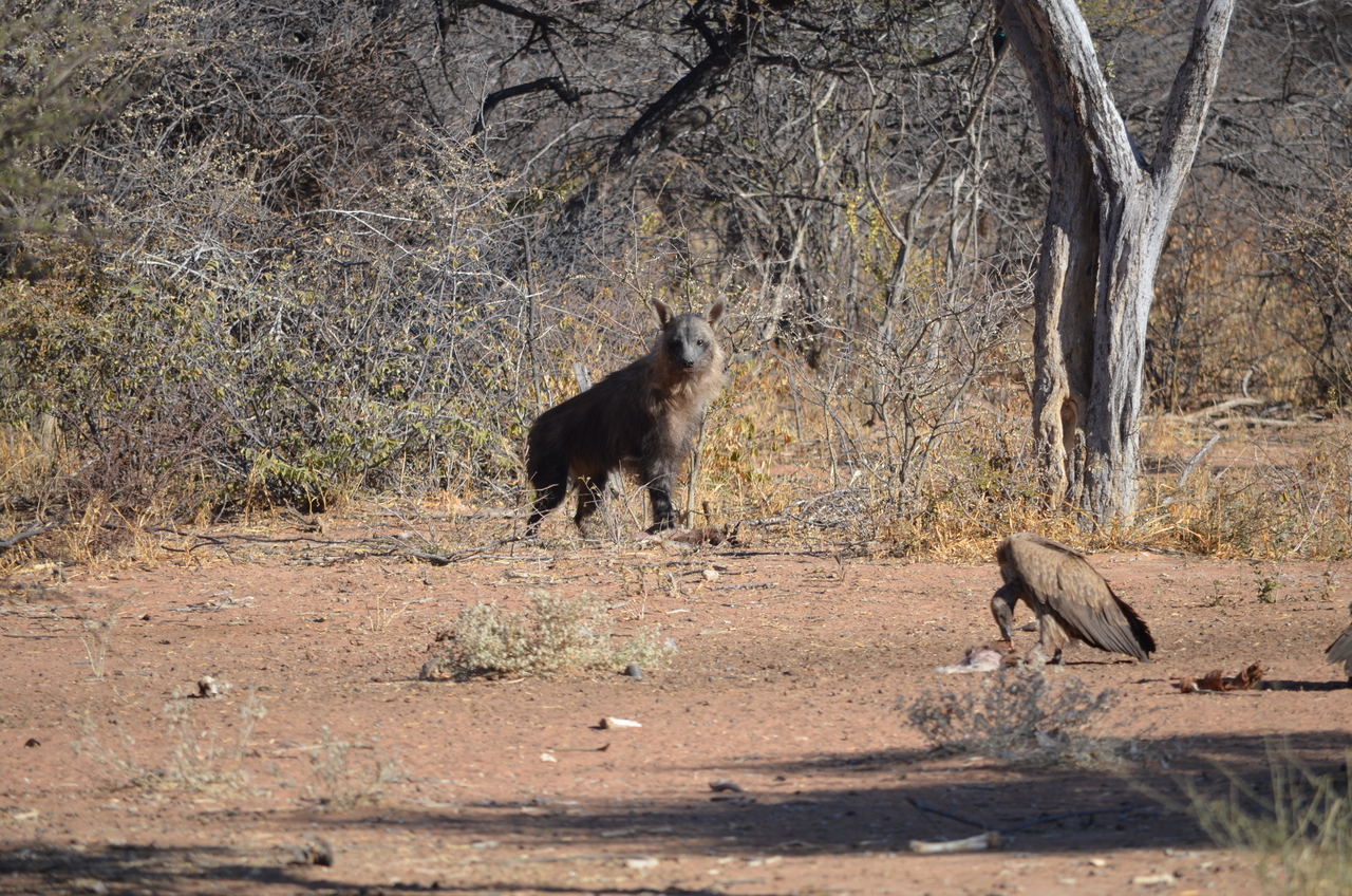 [5048] 2016_06_23_06_14_09_Africa_NIKON_D5100_IMG__00055.jpg