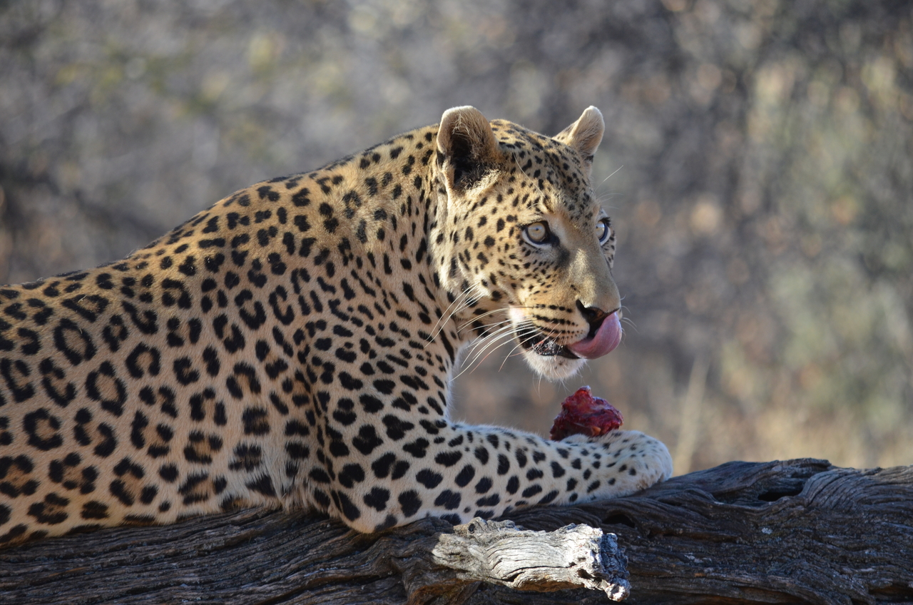 [5060] 2016_06_23_06_30_16_Africa_NIKON_D5100_IMG__00061.jpg