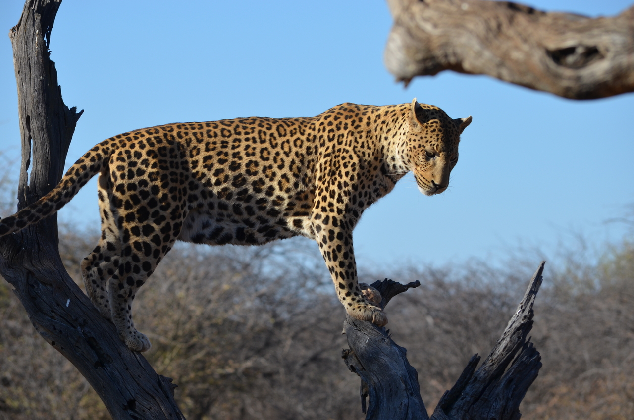 [5067] 2016_06_23_06_35_39_Africa_NIKON_D5100_IMG__04686.jpg