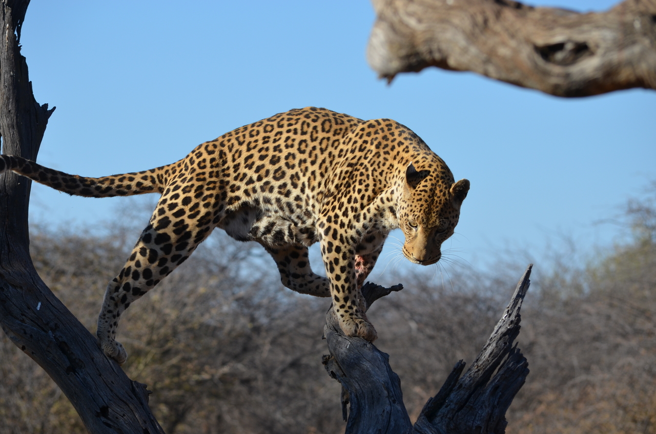 [5068] 2016_06_23_06_35_40_Africa_NIKON_D5100_IMG__00065.jpg