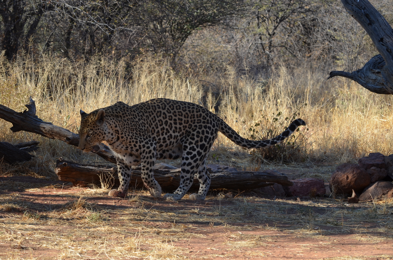 [5074] 2016_06_23_06_36_04_Africa_NIKON_D5100_IMG__00068.jpg