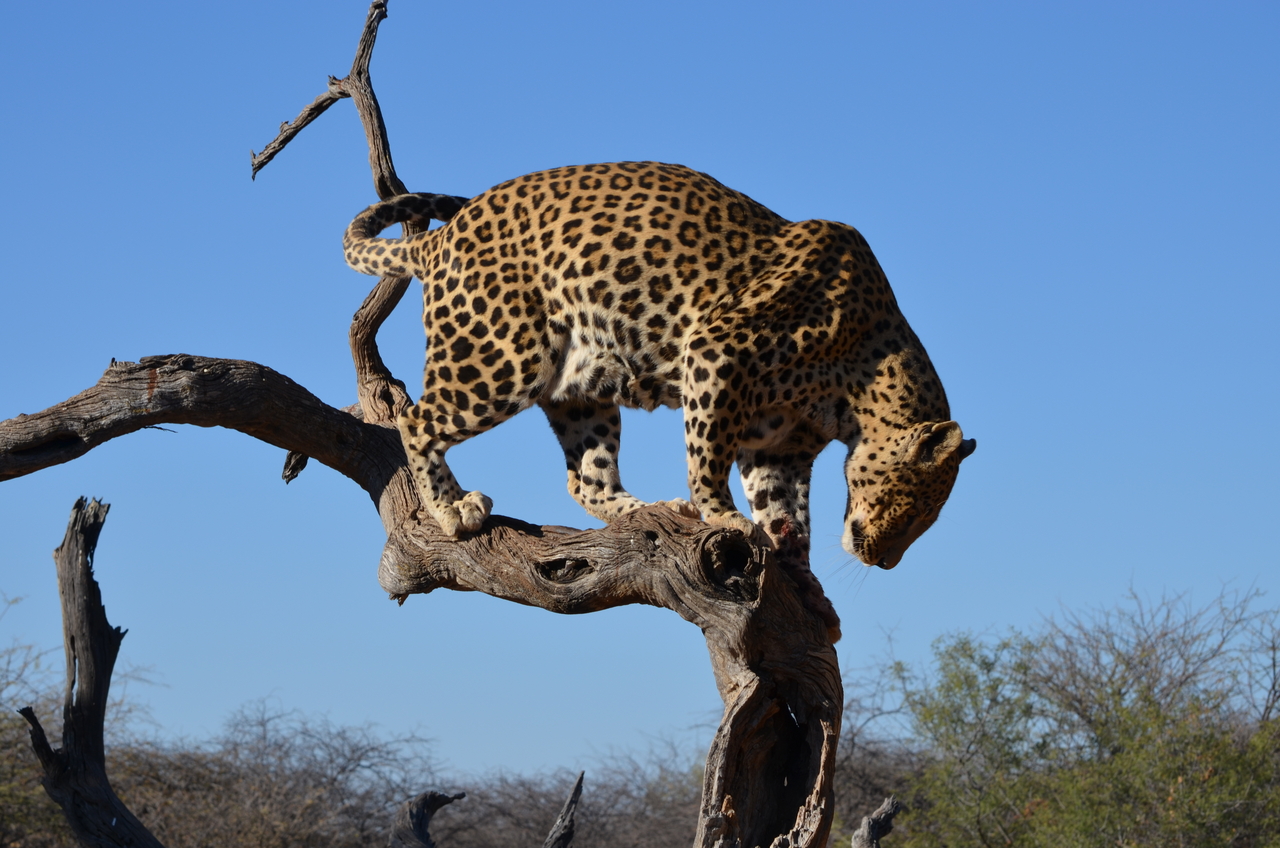 [5076] 2016_06_23_06_36_32_Africa_NIKON_D5100_IMG__00069.jpg