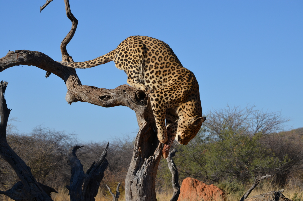 [5078] 2016_06_23_06_36_34_Africa_NIKON_D5100_IMG__00070.jpg