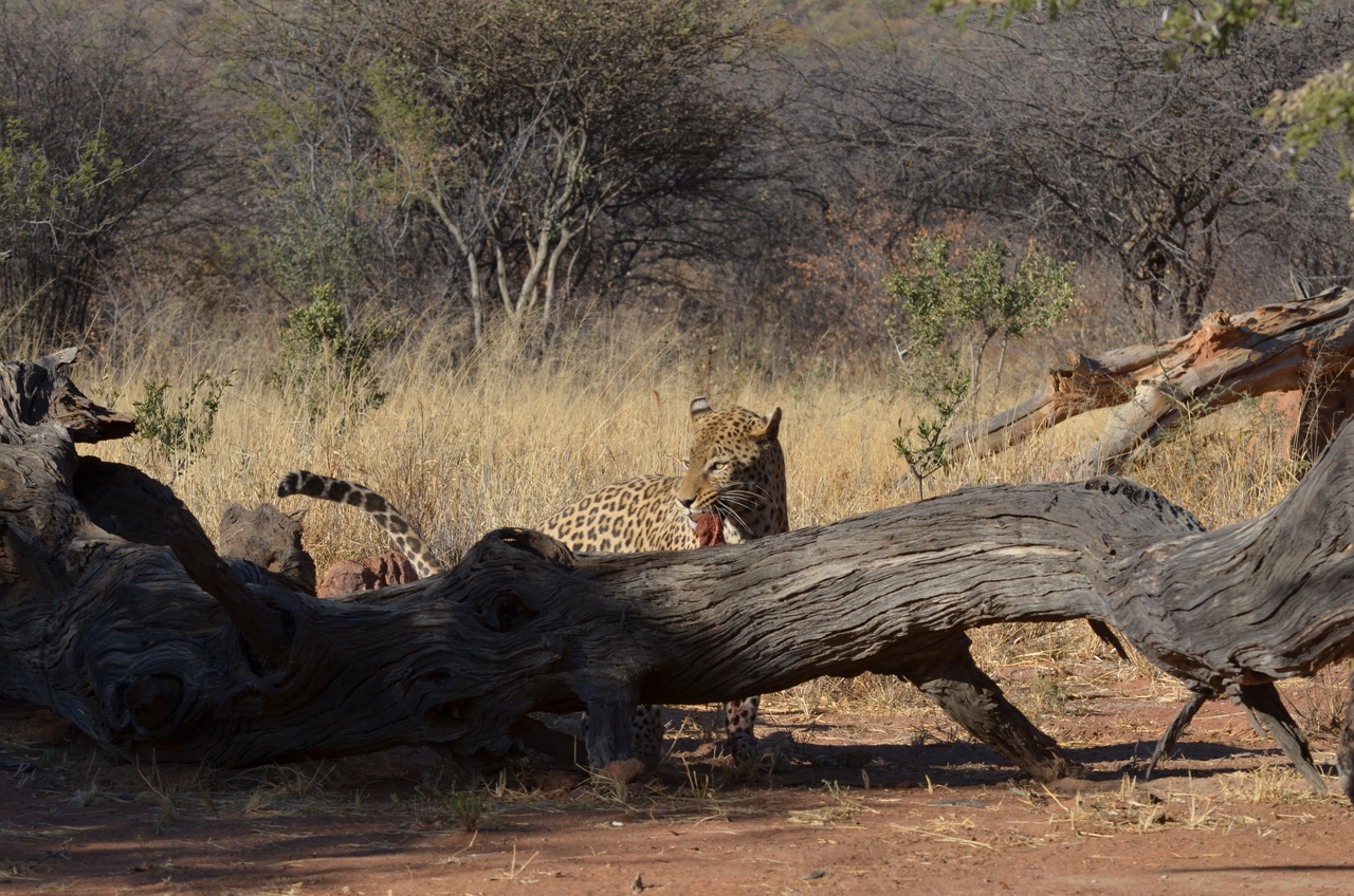 [5081] 2016_06_23_06_36_54_Africa_NIKON_D5100_IMG__04693.jpg