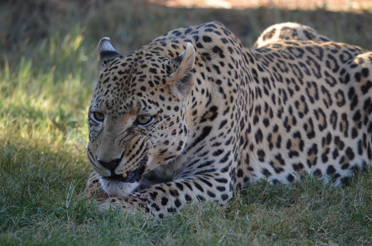 [5091] 2016_06_23_06_37_32_Africa_NIKON_D5100_IMG__04698.jpg