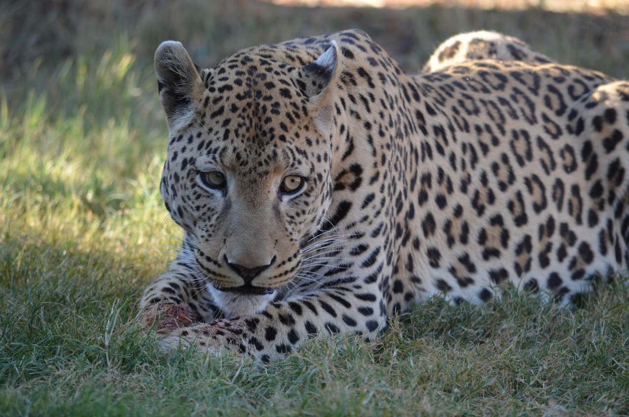 [5093] 2016_06_23_06_37_33_Africa_NIKON_D5100_IMG__04699.jpg