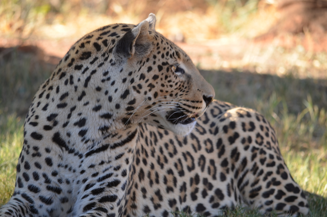 [5094] 2016_06_23_06_37_36_Africa_NIKON_D5100_IMG__00078.jpg