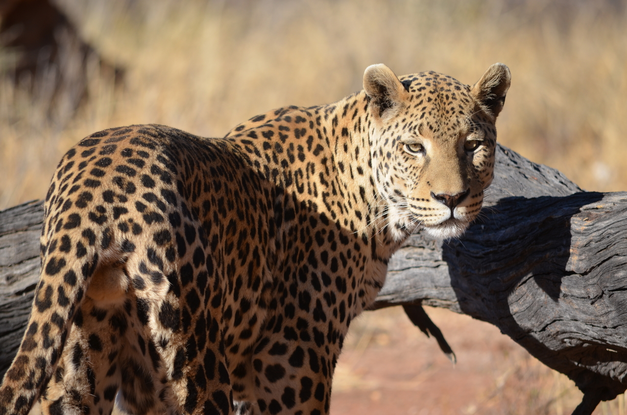 [5099] 2016_06_23_06_38_37_Africa_NIKON_D5100_IMG__04702.jpg