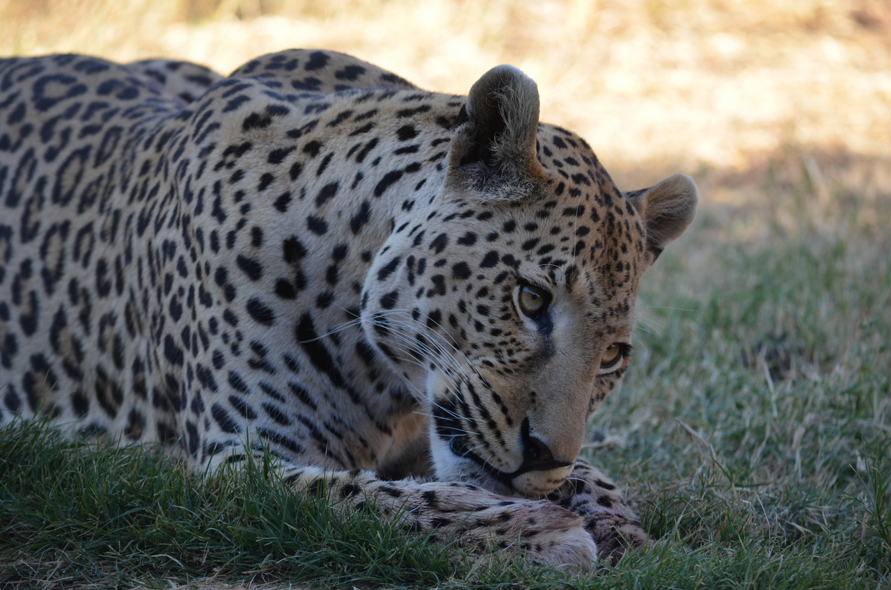 [5101] 2016_06_23_06_40_19_Africa_NIKON_D5100_IMG__04703.jpg