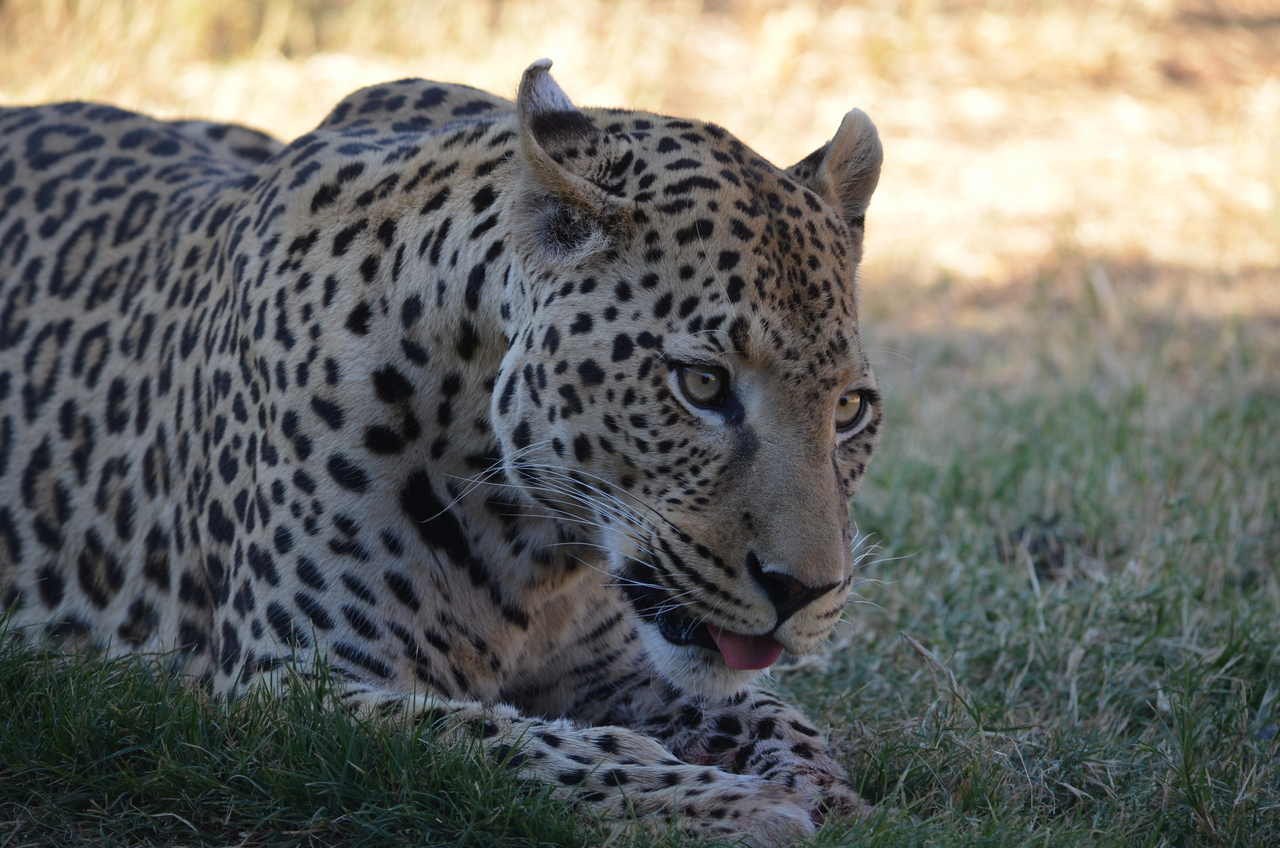 [5107] 2016_06_23_06_40_36_Africa_NIKON_D5100_IMG__04706.jpg