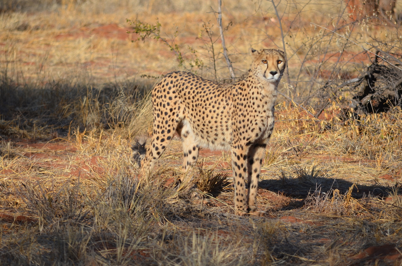 [5118] 2016_06_23_06_59_17_Africa_NIKON_D5100_IMG__00089.jpg