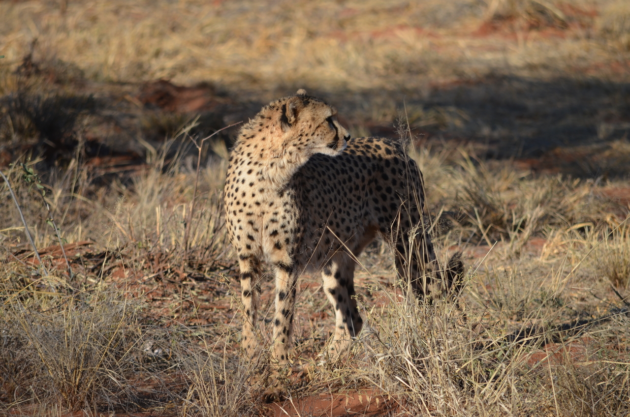 [5122] 2016_06_23_06_59_40_Africa_NIKON_D5100_IMG__00091.jpg