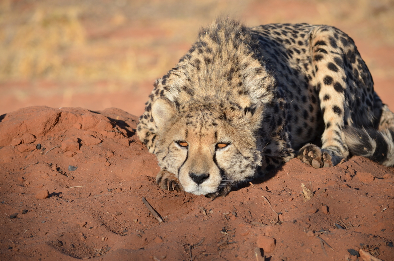 [5139] 2016_06_23_07_22_52_Africa_NIKON_D5100_IMG__04721.jpg