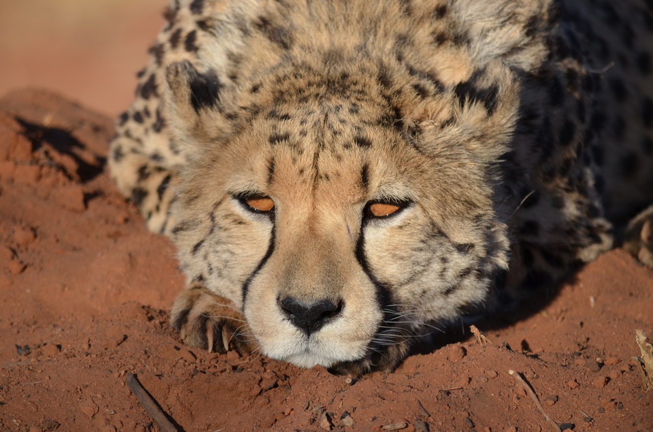 [5140] 2016_06_23_07_22_54_Africa_NIKON_D5100_IMG__00100.jpg