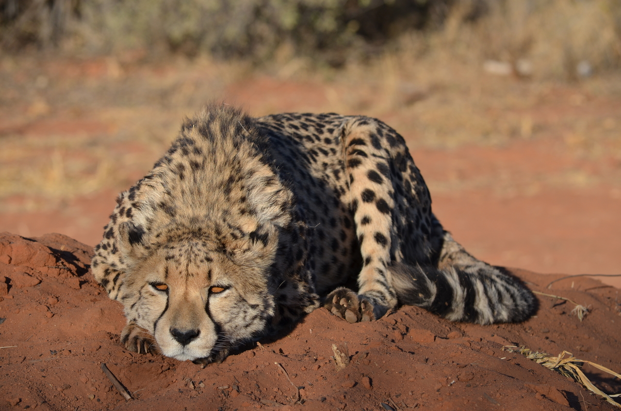 [5143] 2016_06_23_07_22_59_Africa_NIKON_D5100_IMG__04723.jpg