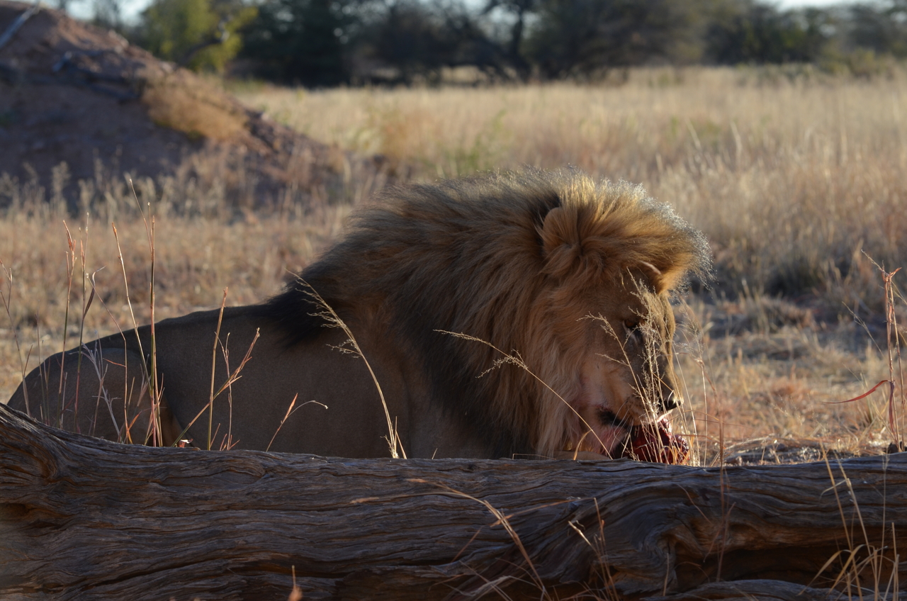[5155] 2016_06_23_07_51_31_Africa_NIKON_D5100_IMG__04726.jpg