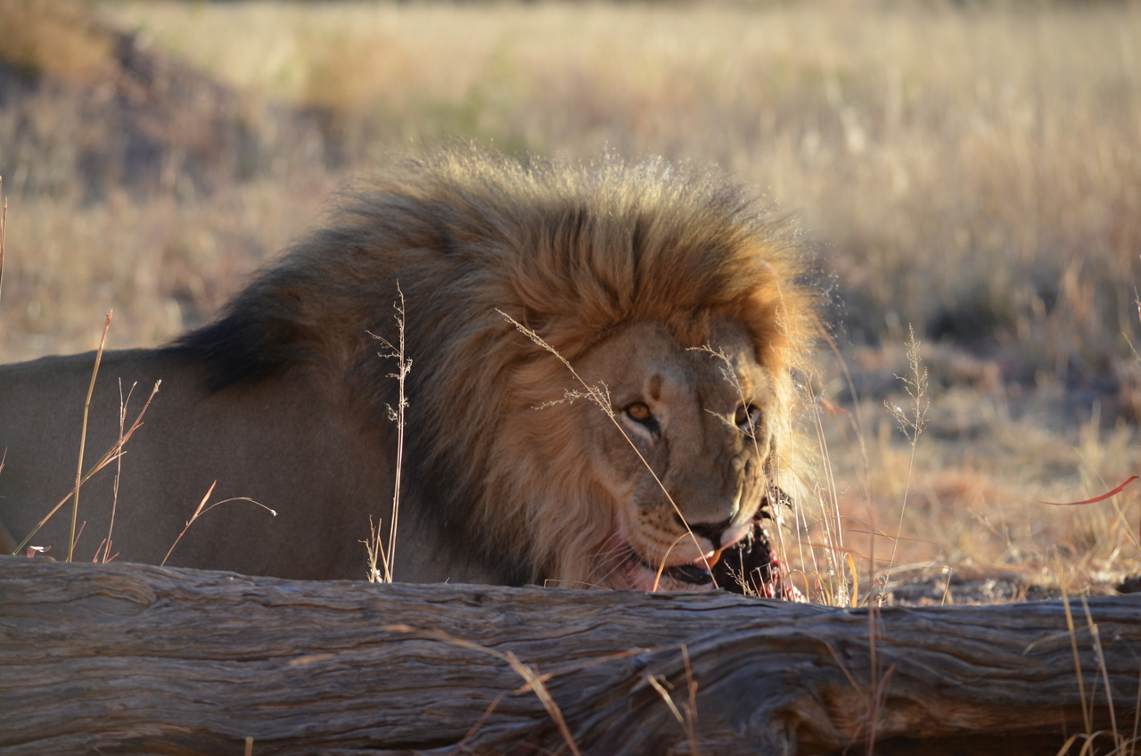 [5158] 2016_06_23_07_52_02_Africa_NIKON_D5100_IMG__00106.jpg