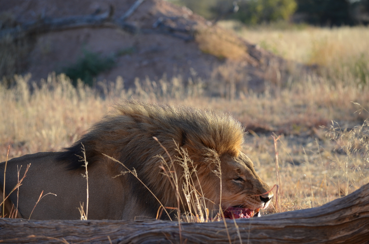 [5160] 2016_06_23_07_53_21_Africa_NIKON_D5100_IMG__00107.jpg