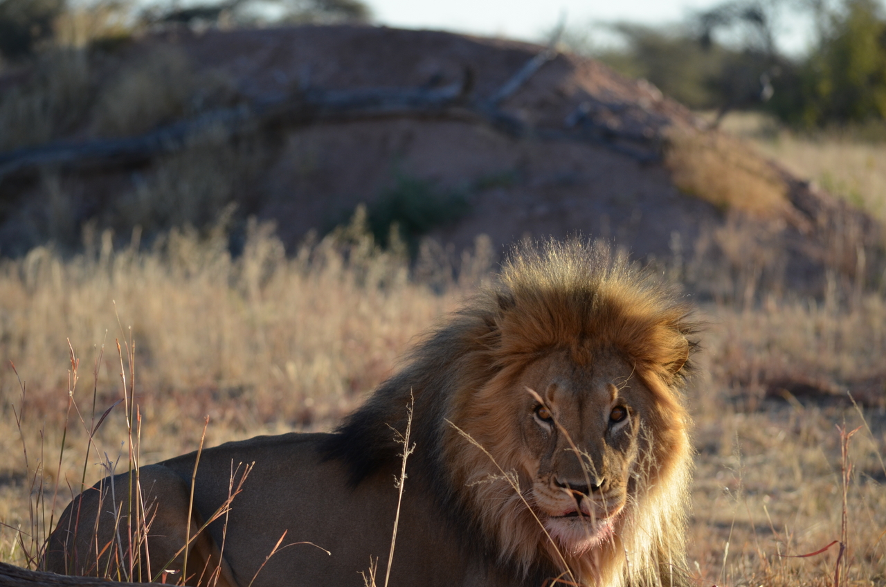 [5162] 2016_06_23_07_53_33_Africa_NIKON_D5100_IMG__00108.jpg