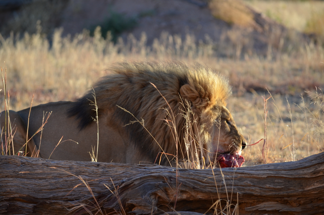 [5164] 2016_06_23_07_53_55_Africa_NIKON_D5100_IMG__00109.jpg