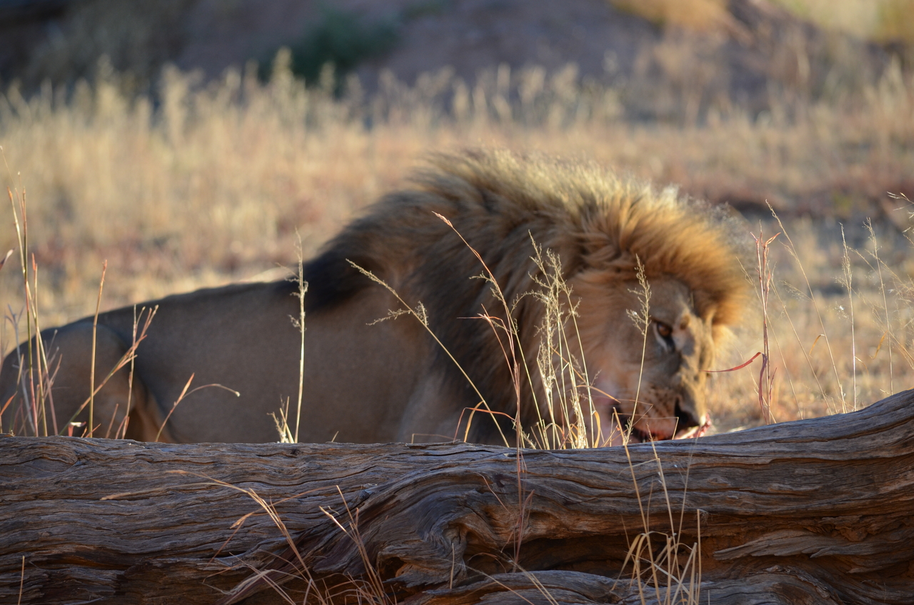 [5169] 2016_06_23_07_54_06_Africa_NIKON_D5100_IMG__04733.jpg