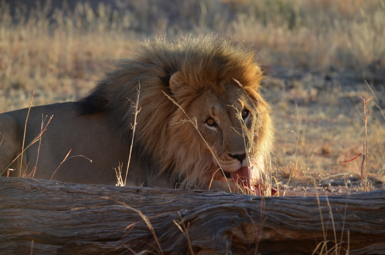 [5182] 2016_06_23_07_57_22_Africa_NIKON_D5100_IMG__00118.jpg