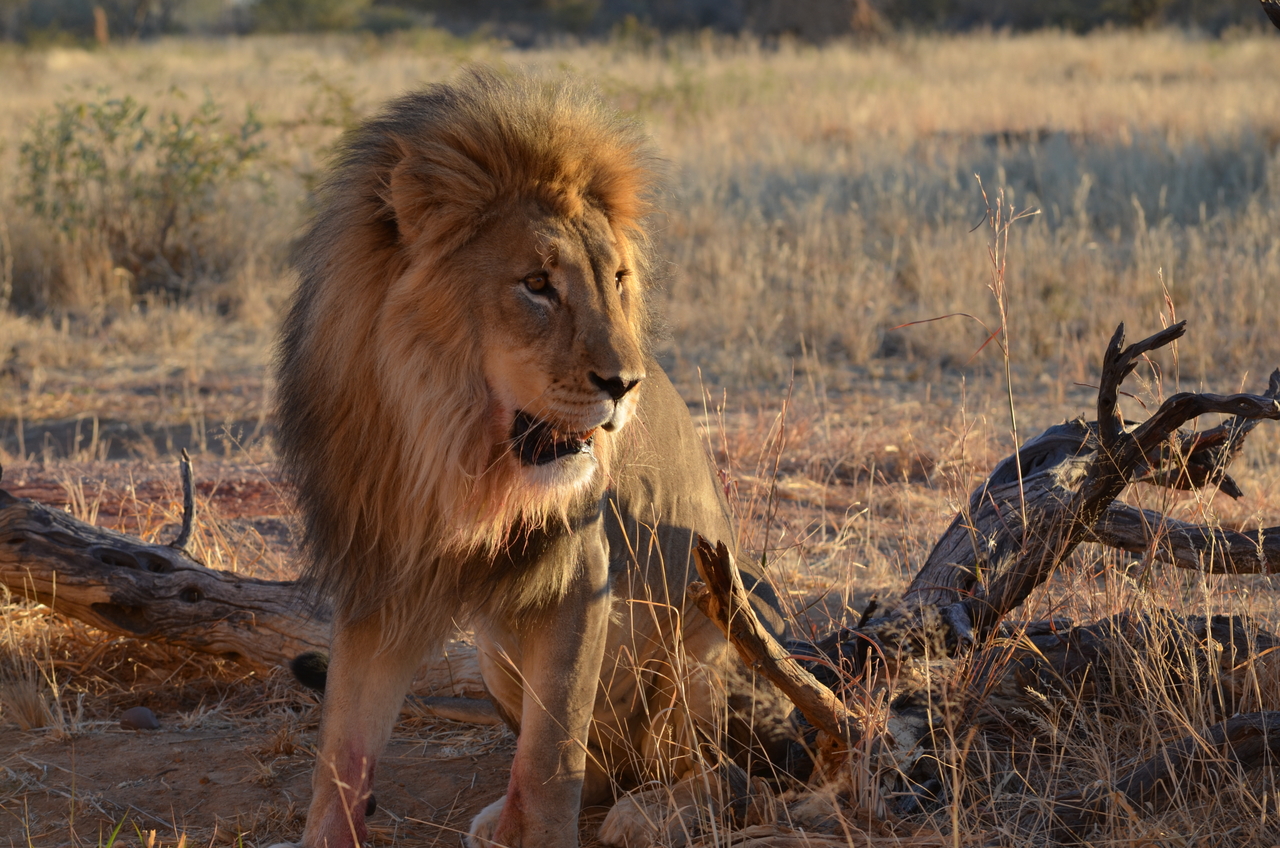 [5235] 2016_06_23_08_04_29_Africa_NIKON_D5100_IMG__04766.jpg