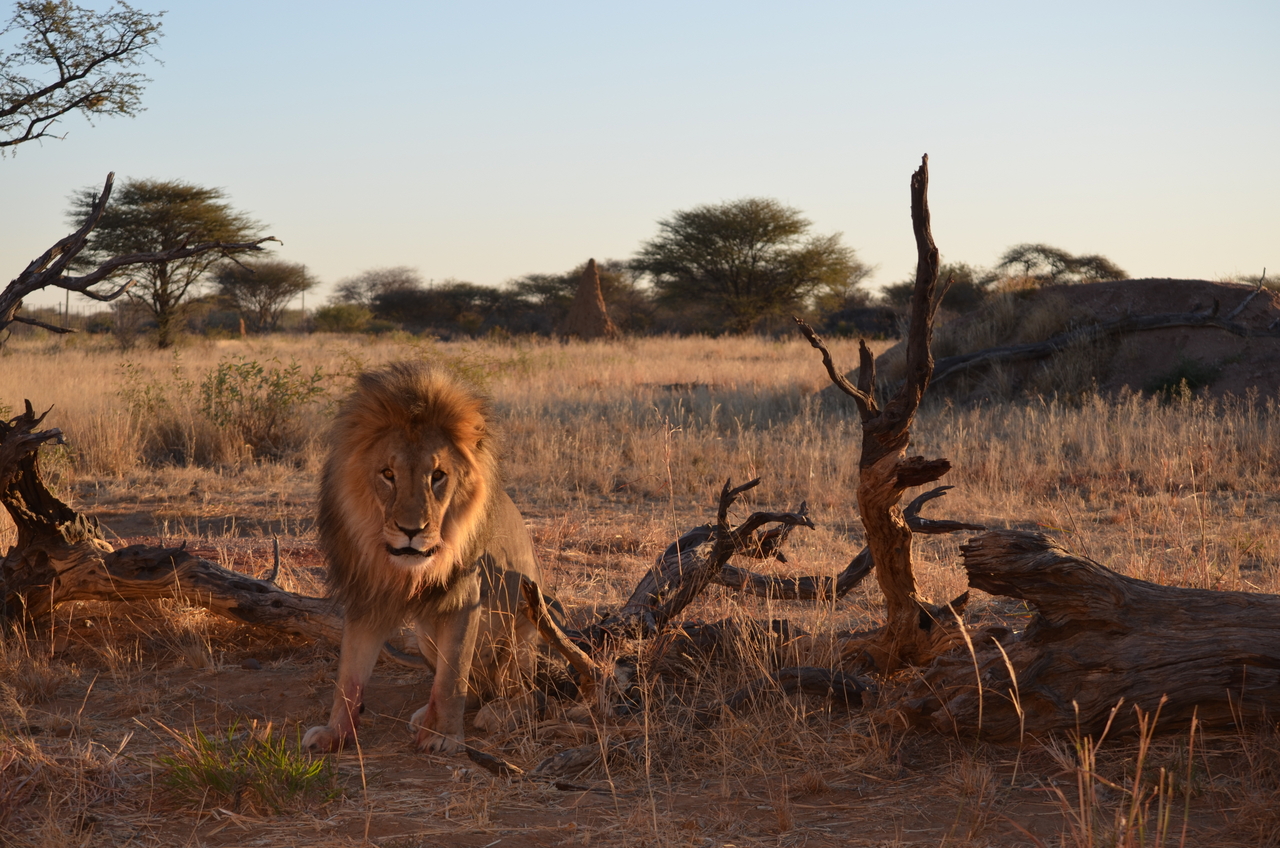 [5239] 2016_06_23_08_04_33_Africa_NIKON_D5100_IMG__04768.jpg