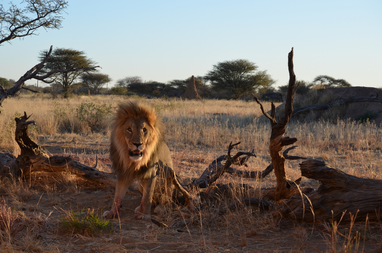 [5240] 2016_06_23_08_04_49_Africa_NIKON_D5100_IMG__00147.jpg