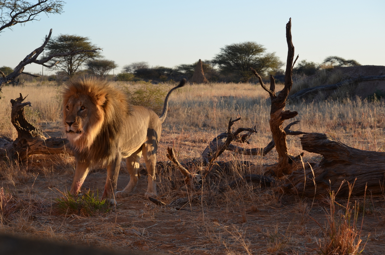 [5249] 2016_06_23_08_05_21_Africa_NIKON_D5100_IMG__04773.jpg