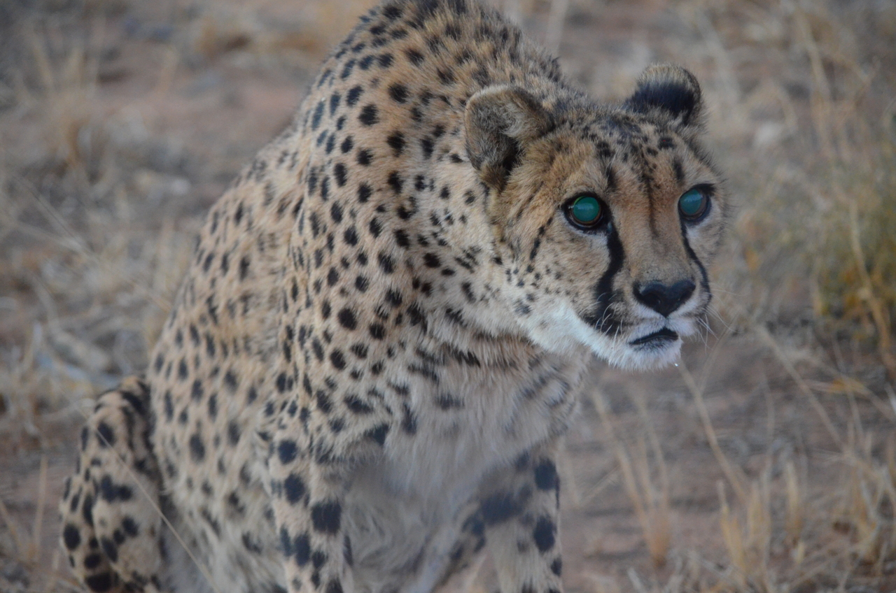 [5253] 2016_06_23_08_38_29_Africa_NIKON_D5100_IMG__04775.jpg