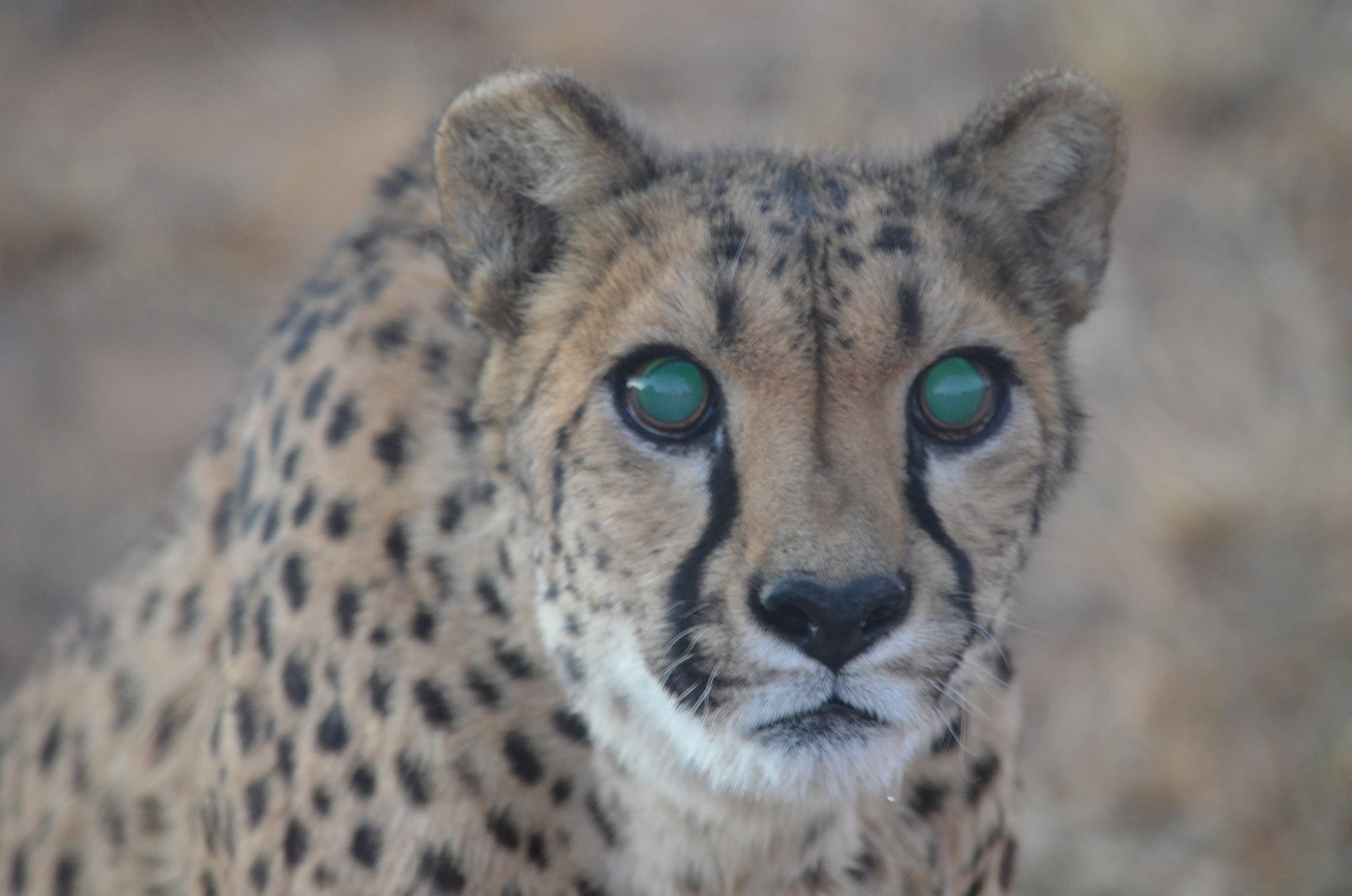 [5260] 2016_06_23_08_38_48_Africa_NIKON_D5100_IMG__00157.jpg