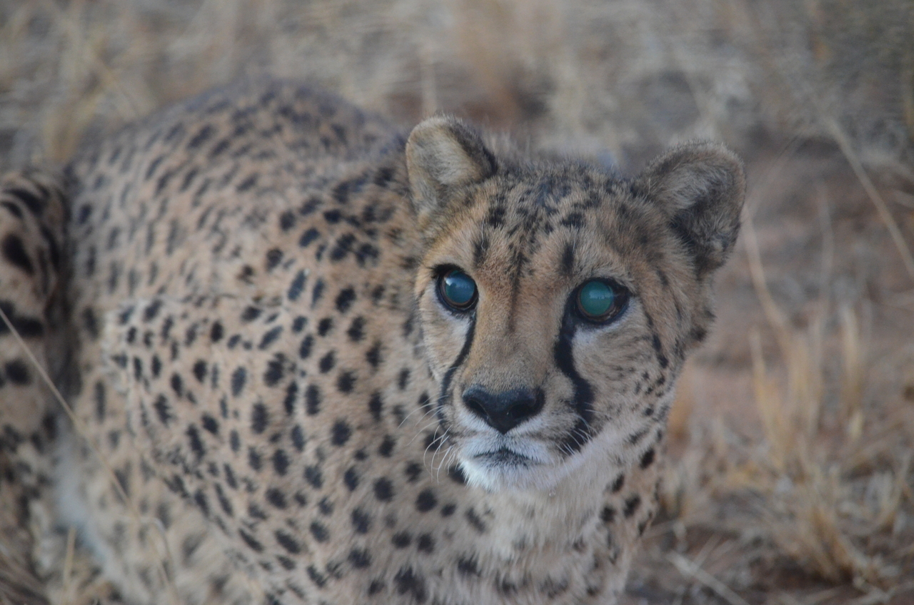 [5266] 2016_06_23_08_39_10_Africa_NIKON_D5100_IMG__00160.jpg