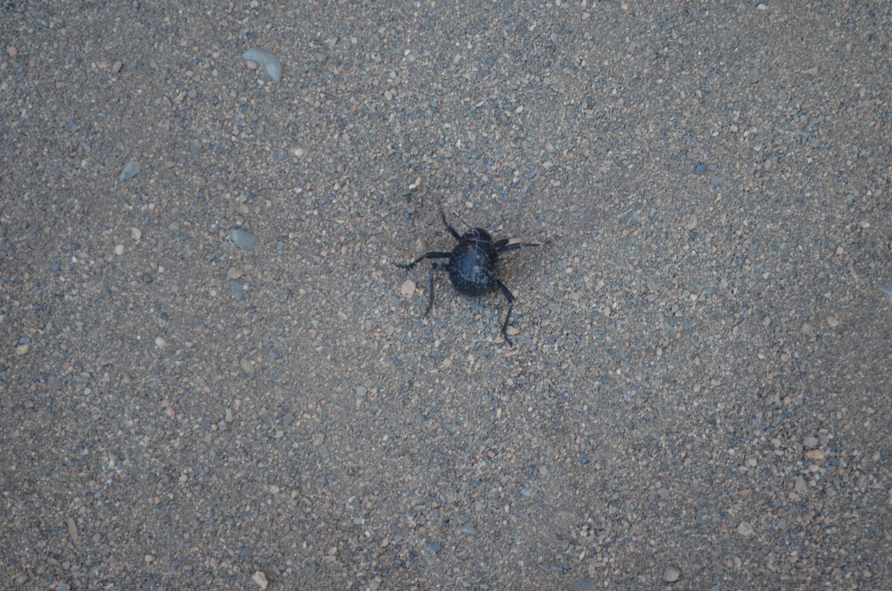 [13749] 2016_06_24_07_59_59_Africa_NIKON_D5100_IMG__00182.jpg