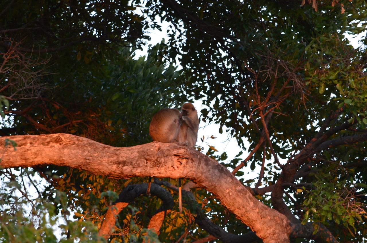 [17337] 2016_06_27_21_16_03_Africa_NIKON_D5100_IMG__00330.jpg