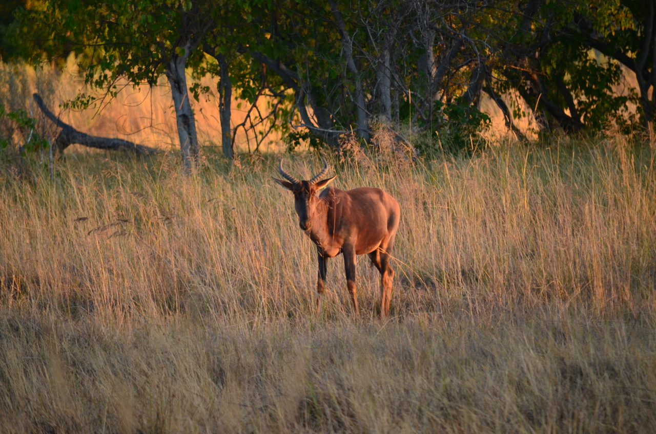 [17347] 2016_06_27_21_24_38_Africa_NIKON_D5100_IMG__00335.jpg