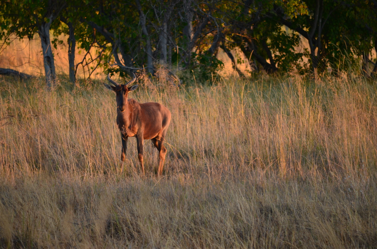 [17350] 2016_06_27_21_25_10_Africa_NIKON_D5100_IMG__04958.jpg