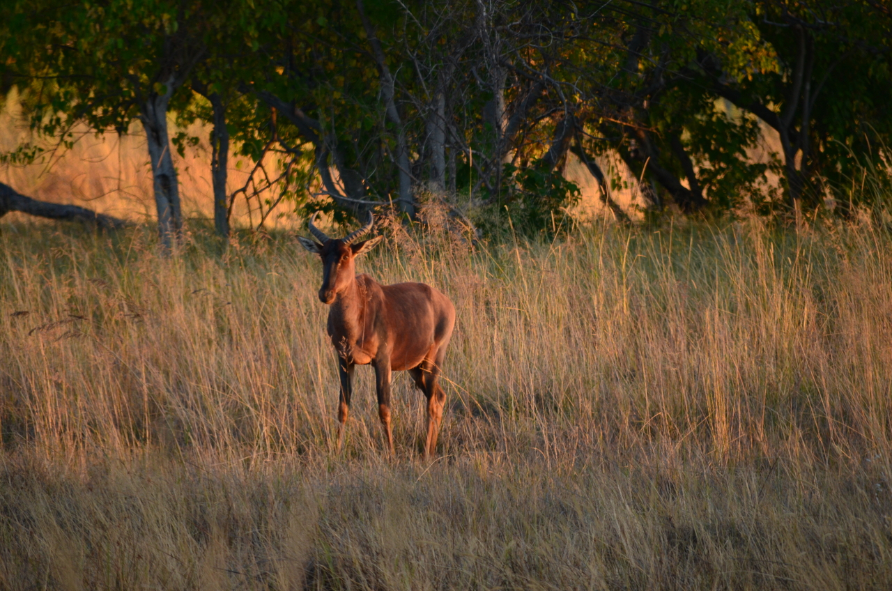 [17352] 2016_06_27_21_25_13_Africa_NIKON_D5100_IMG__04959.jpg