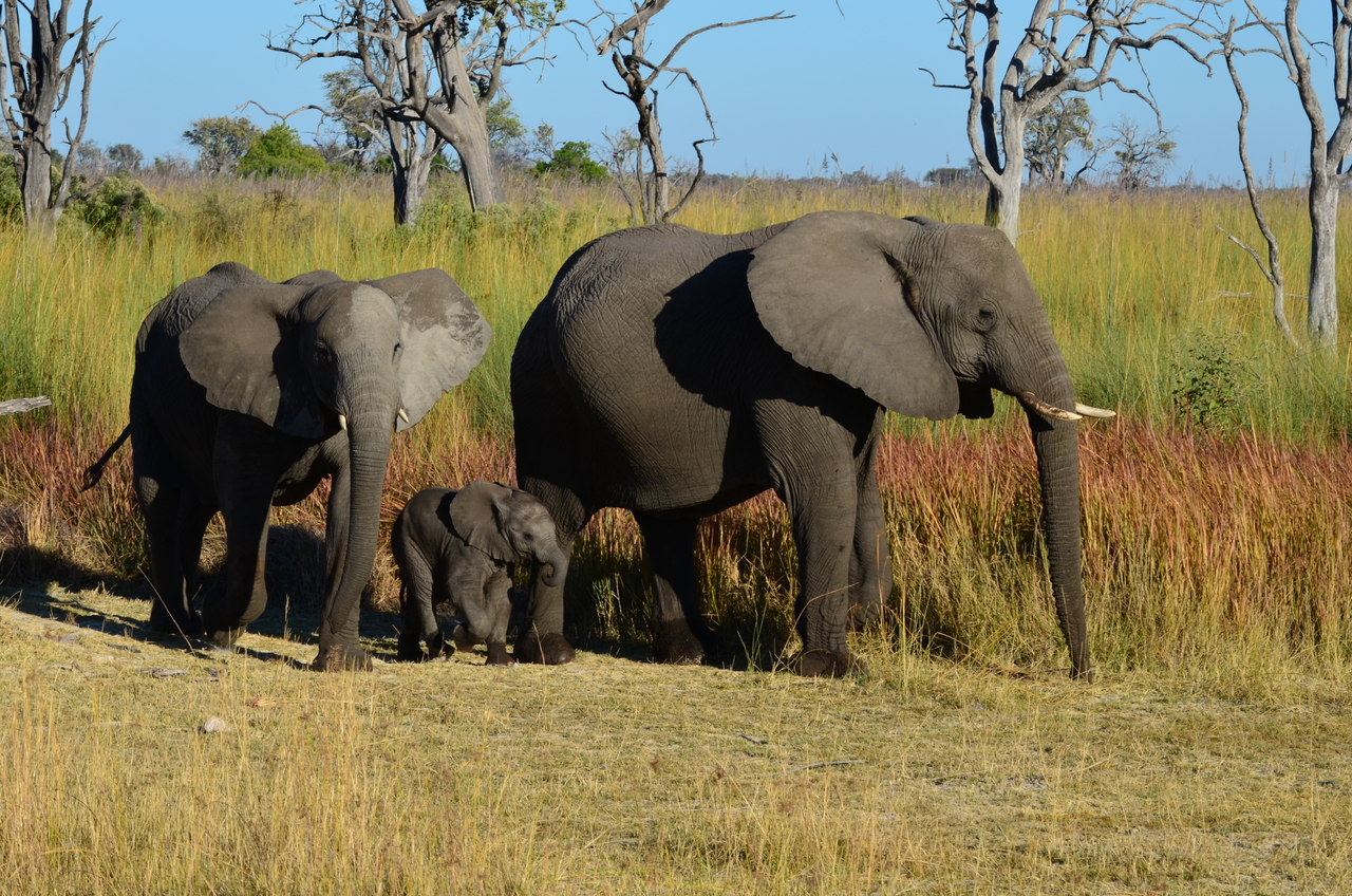 [17378] 2016_06_27_22_29_45_Africa_NIKON_D5100_IMG__04972.jpg