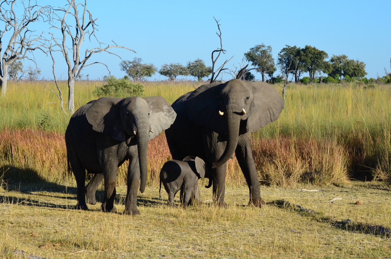 [17386] 2016_06_27_22_30_02_Africa_NIKON_D5100_IMG__04976.jpg