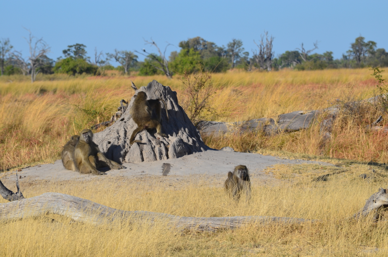 [17395] 2016_06_27_22_53_36_Africa_NIKON_D5100_IMG__00359.jpg