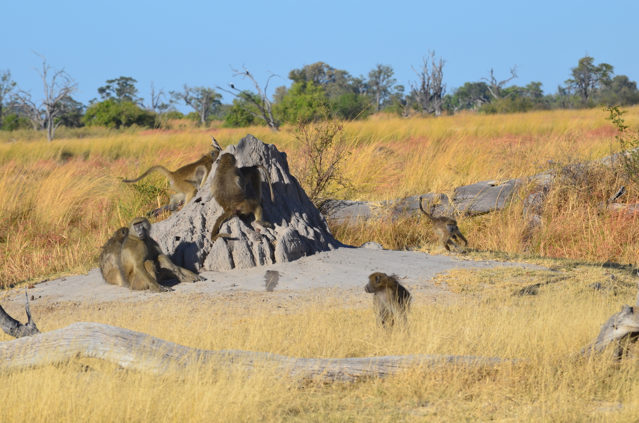 [17397] 2016_06_27_22_53_38_Africa_NIKON_D5100_IMG__00360.jpg