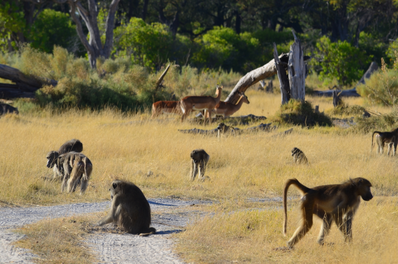 [17401] 2016_06_27_22_54_15_Africa_NIKON_D5100_IMG__00362.jpg