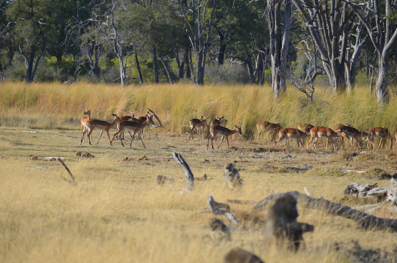 [17408] 2016_06_27_22_55_35_Africa_NIKON_D5100_IMG__04987.jpg