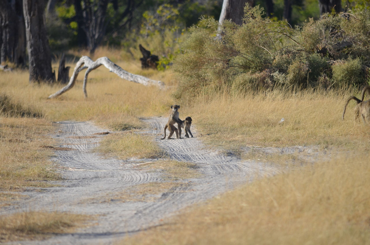 [17411] 2016_06_27_23_01_15_Africa_NIKON_D5100_IMG__00367.jpg