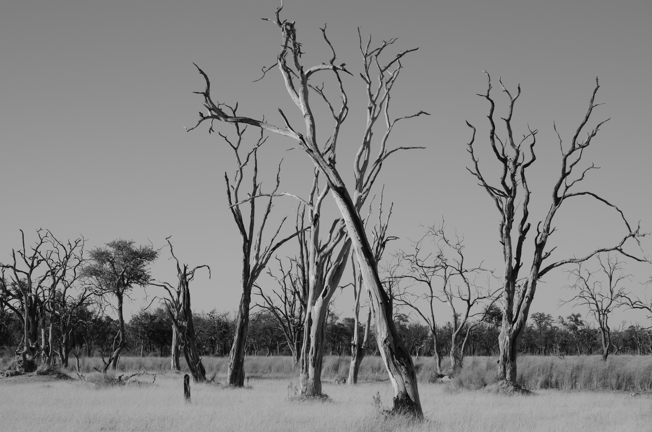 [17415] 2016_06_27_23_02_35_Africa_NIKON_D5100_IMG__00369.jpg