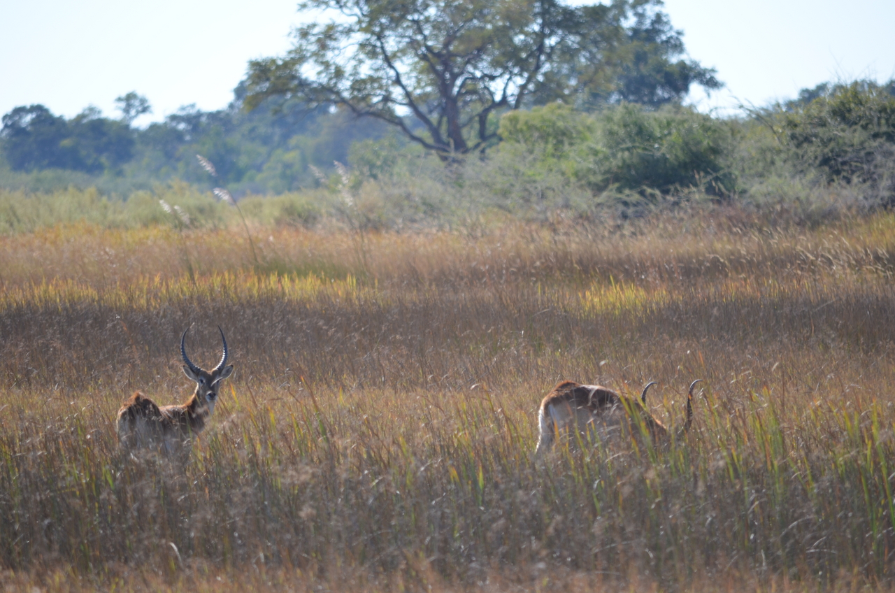 [17428] 2016_06_28_00_05_51_Africa_NIKON_D5100_IMG__04997.jpg